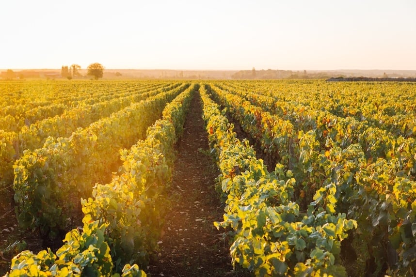 Vini di Borgogna: i grandi classici di una regione leggendaria